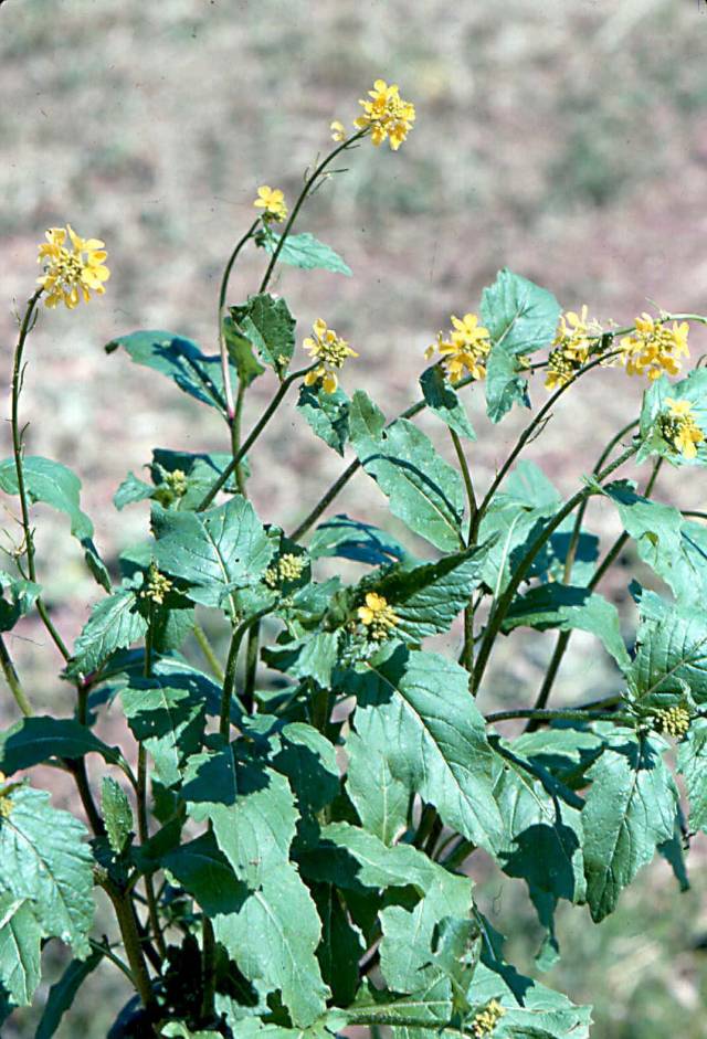 عکسهای گیاه دارویی خردل سیاه Brassica nigra 4